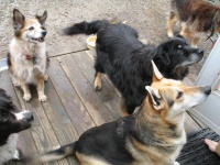 いずれもシェルターから貰い受けた犬達。友人で、広い農地を持つバーマン家(オハイオ州)