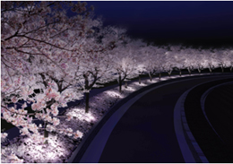 夜桜ライトアップ「SAKURA STORY」イメージパース