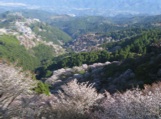 上千本から中千本・下千本方面を眺めた風景