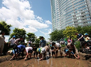 六本木ヒルズの屋上庭園での田植え