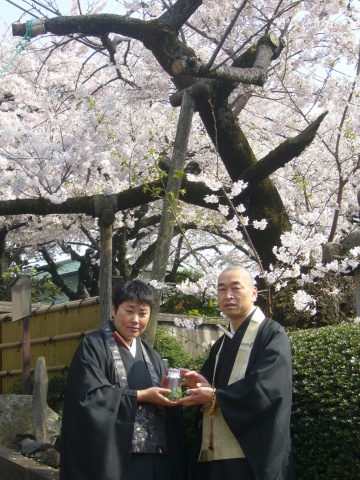 「祐天桜」の組織培養によって育った苗木を持つ、「祐天寺」住職・巌谷勝正氏(右)と「清岸寺」住職・吉田真空氏(左)。後ろにあるのが樹齢250~300年と伝えられる「祐天桜」