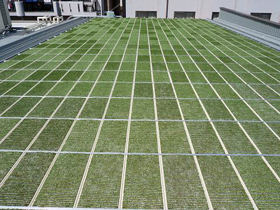 折板屋根緑化システム「苔かんむり」の施工例