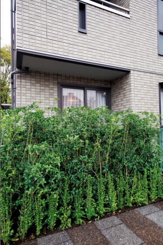 通風や採光を妨げずに室内を隠す「目隠し植栽」