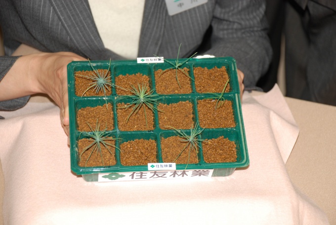 順調に生育している「希望の松」の苗木