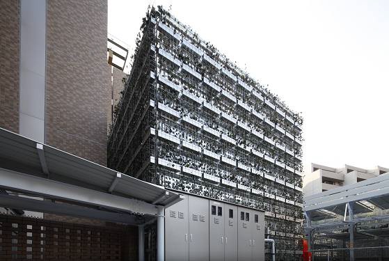 壁面緑化