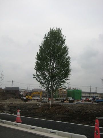 公園の建設予定地には、すでにランドマークツリーのカツラの木が植樹されている。コミュニティのシンボルとなるハート形の葉が茂ることから選んだ