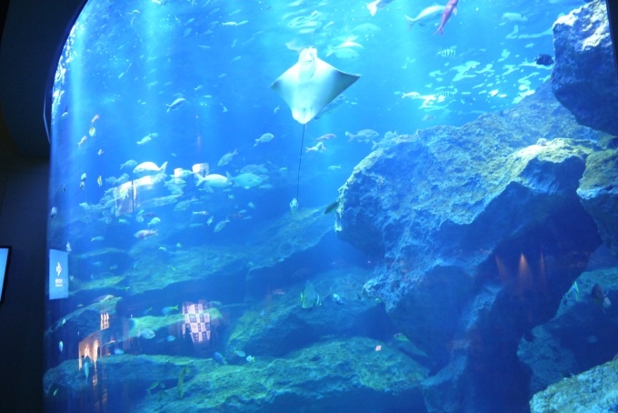 「すみだ水族館」館内にある「東京大水槽」。小笠原諸島の海の世界を楽しむことができる