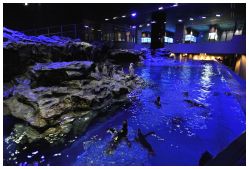 「おやこでお泊り水族館」で見学する夜のペンギンプール