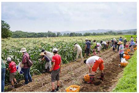 夏野菜収穫体験イベントでの、トウモロコシ収穫の様子