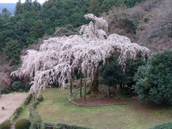 長興山紹太寺のシダレザクラ。花は白色単弁で、樹高約13m。樹齢約340年を超えるといわれている