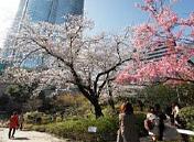 六本木ヒルズの桜の様子(3月21日撮影)
