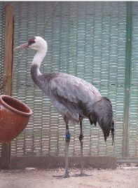 絶滅危惧種のナベヅル