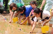 子供たちの田植えの様子