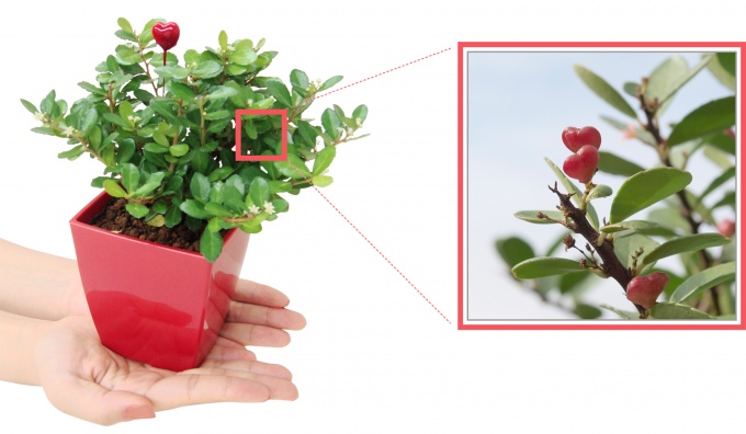 プロジェクトに参加した施主にプレゼントする「ハートツリー」の鉢植え