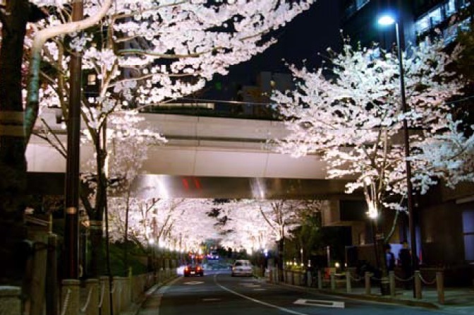 ライトアップされたた夜桜の様子