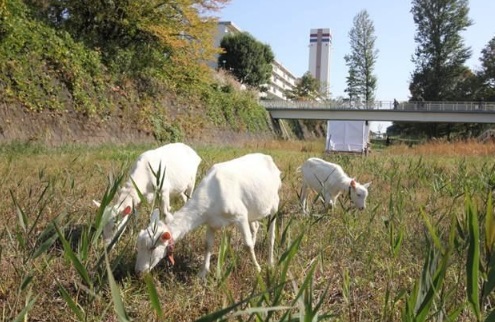 昨年のヤギ除草の様子
