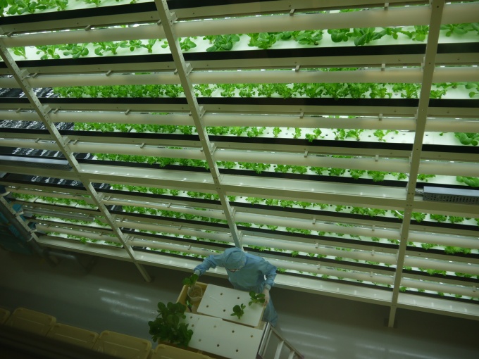 植物工場内の様子。土を使わない水耕栽培で、生産される野菜にはビタミン・ミネラルなどが豊富に含まれているという