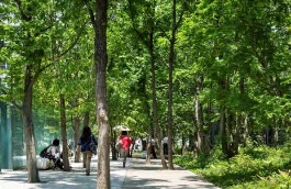 都市のオアシスに認定された「大手町の森」